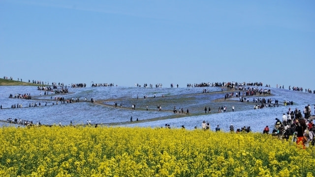 レンタル&フォトスタジオの光翔 鉾田市 ロケーション撮影・ロケーションフォト・国営ひたち海浜公園での写真